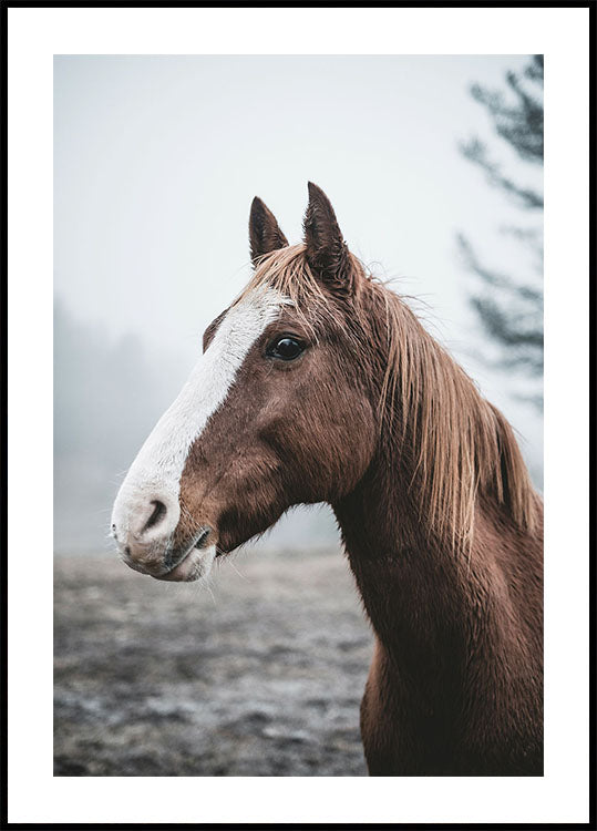 Braunes Pferd Poster - Posterbox.dk