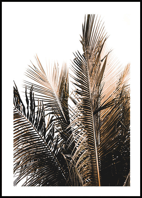 Palmblätter Nr. 1 Poster - Posterbox.dk