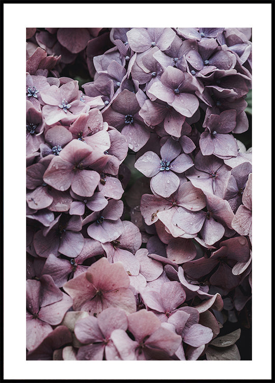 Rosa Hortensien-Poster - Posterbox.dk