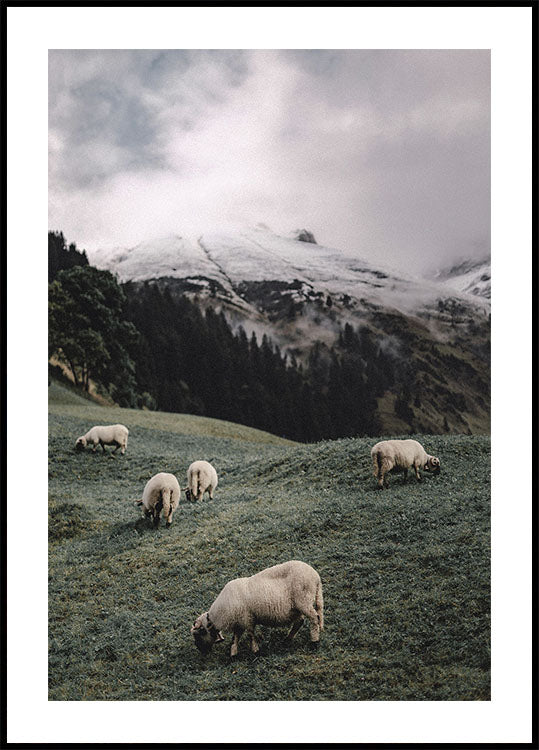 Schafe in den Alpen Poster - Posterbox.dk
