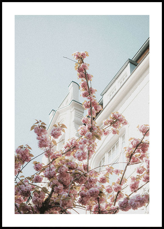 Kirschblüten-Poster - Posterbox.dk
