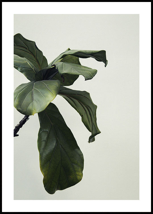 Poster mit botanischen Blättern - Posterbox.dk