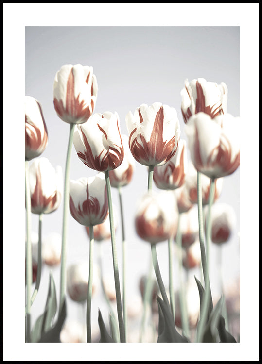 Niederländische Tulpen-Poster - Posterbox.dk
