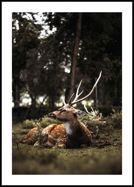 Hirsch im Wald Poster - Posterbox.dk
