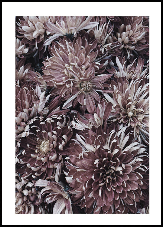Dahlien-Poster - Posterbox.dk