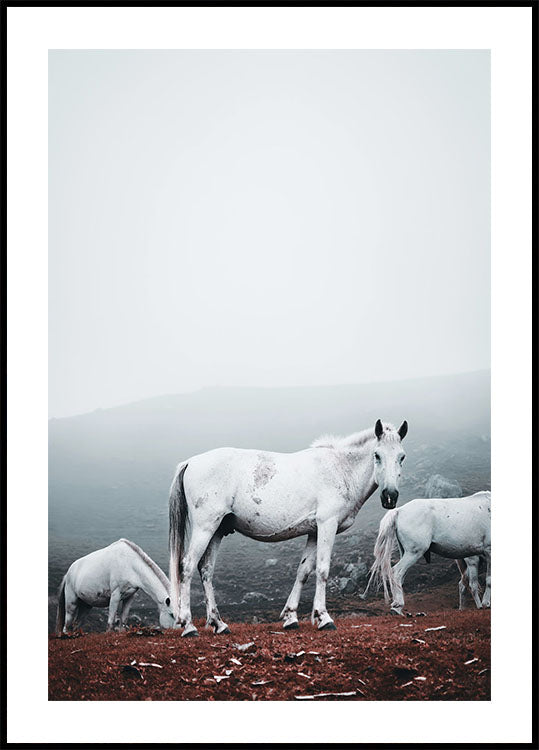 Weiße Pferde im Nebel Poster - Posterbox.dk