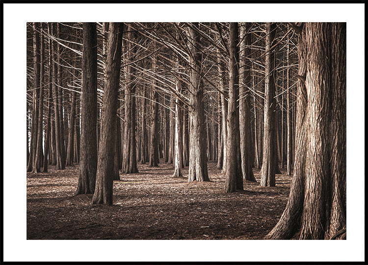 Pinewood Forest Poster - Posterbox.dk
