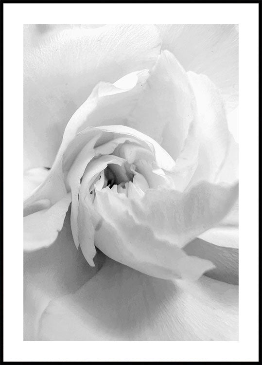 Weiße Rose Nr. 1 Poster - Posterbox.dk