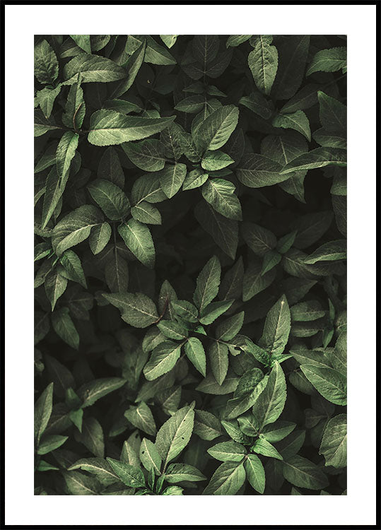 Gartengrün Nr. 1 Poster - Posterbox.dk