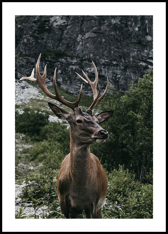 Poster Hirsch und Berge - Posterbox.dk