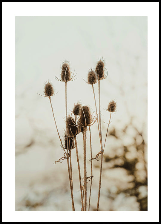 Reeds Poster - Posterbox.dk