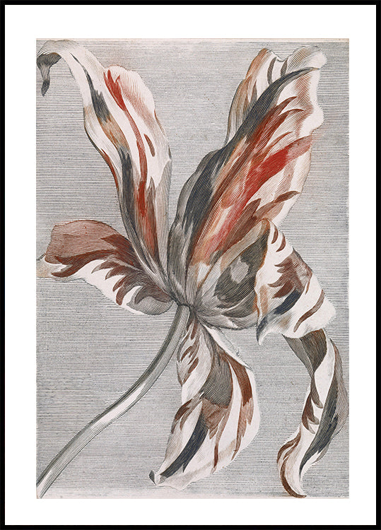 Tulpe von Johan Teyler Poster - Posterbox.dk