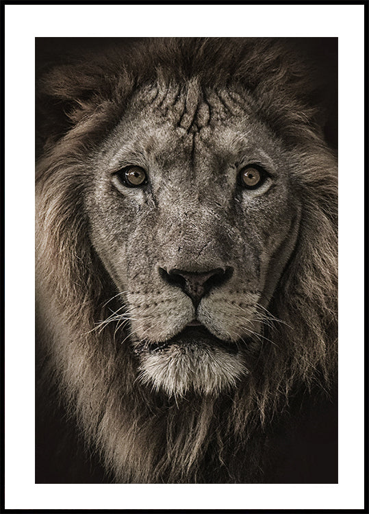 Majestätisches Löwen-Nahaufnahme-Poster - Posterbox.dk