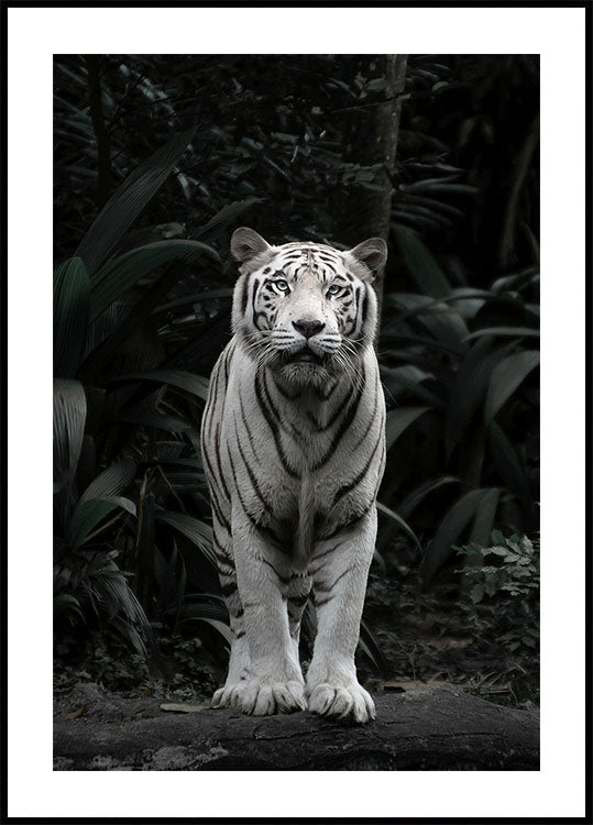 Weißes Tiger-Poster - Posterbox.dk