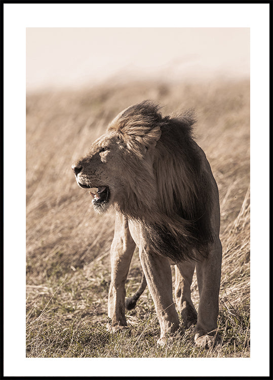 Löwe im Profil Poster - Posterbox.dk