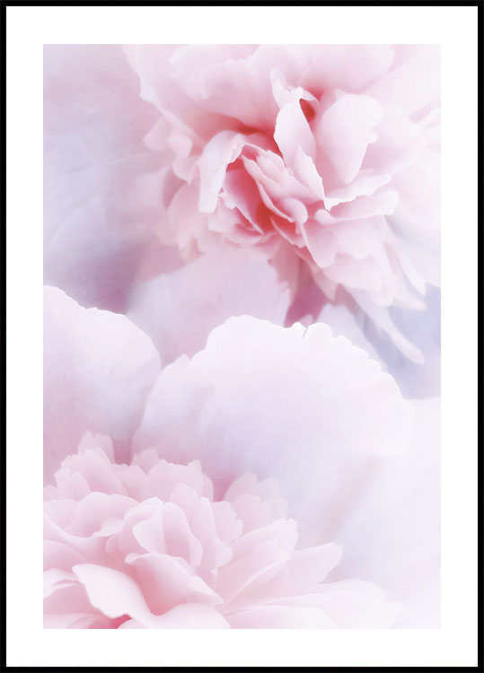 Rosa Pfingstrosen-Poster - Posterbox.dk