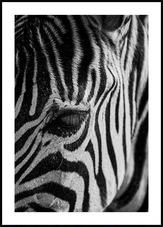 Zebra-Augen-Poster - Posterbox.dk