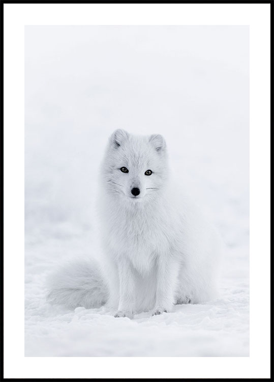 Schneefuchs-Poster - Posterbox.dk