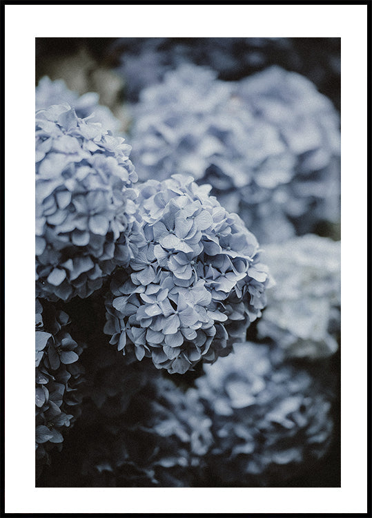 Blaues Hortensien-Poster - Posterbox.dk