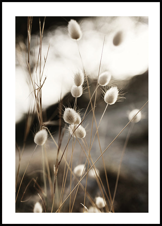 Gras im Sonnenlicht Poster - Posterbox.dk