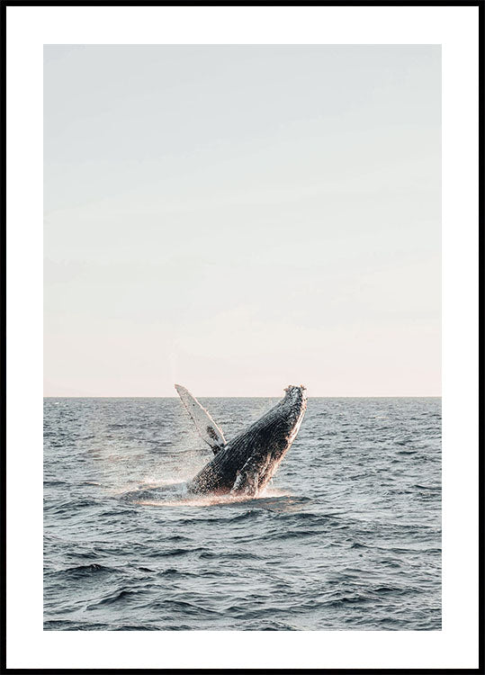 Wal springt aus dem Wasser Poster - Posterbox.dk