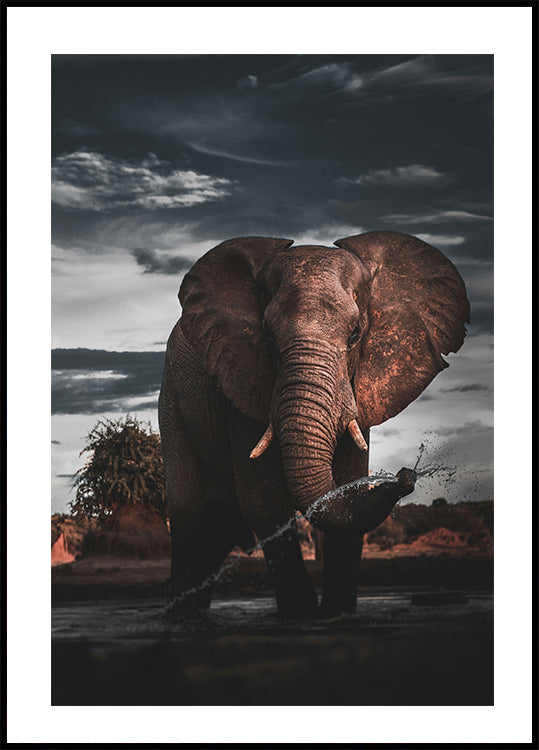 Majestätischer Elefant in der Natur Poster - Posterbox.dk