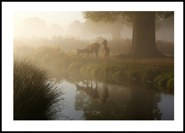 Poster „Hirsch im Nebel“ - Posterbox.dk