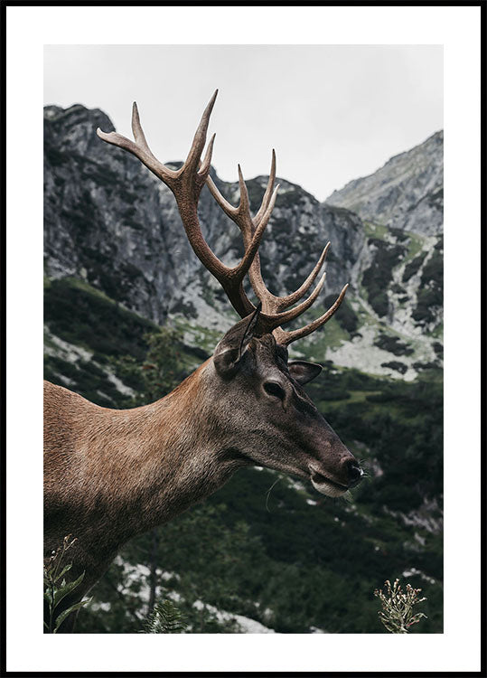 Poster Hirsch im Profil - Posterbox.dk