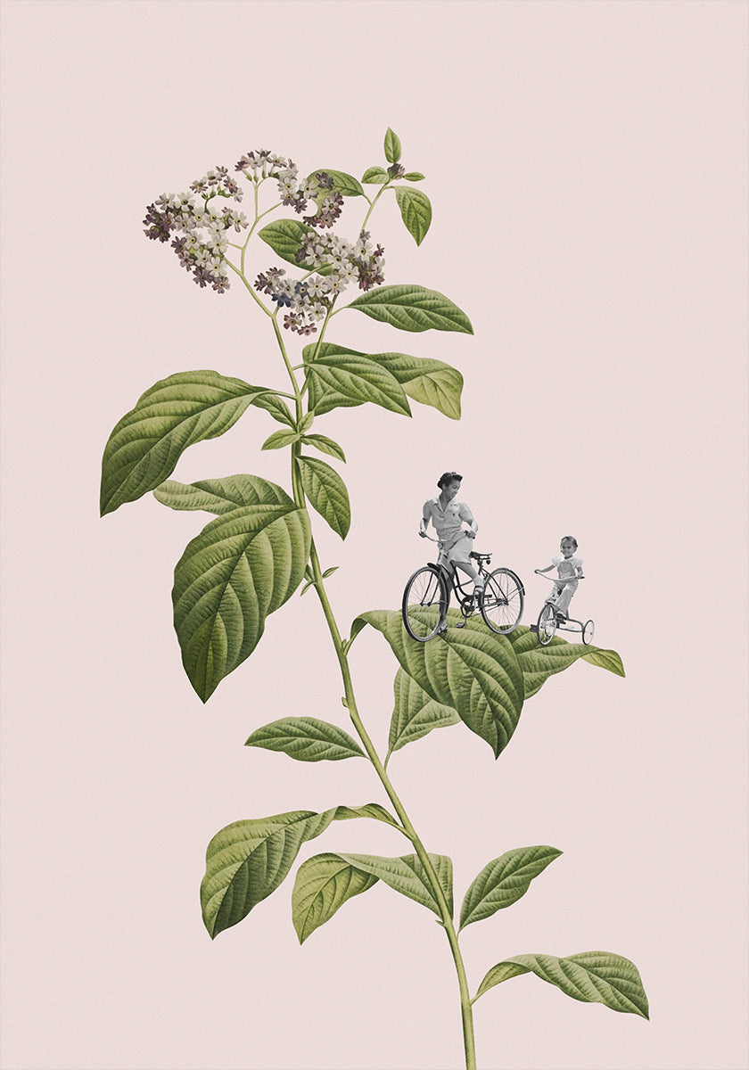 Botanical cycling - Posterbox