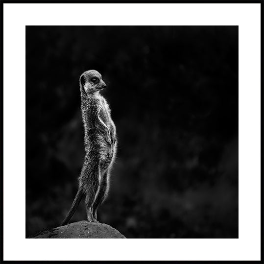 The meerkat Plakat - Posterbox