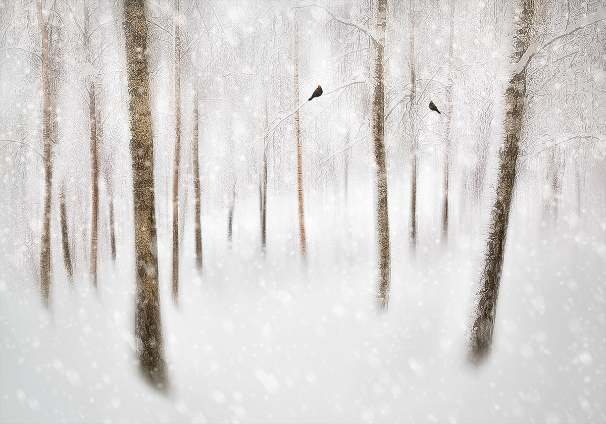 Winter Birches Plakat - Posterbox