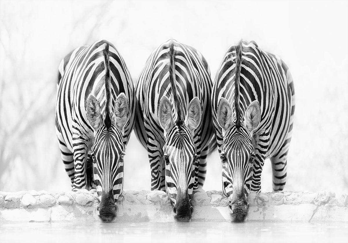 Zebras Plakat - Posterbox