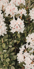Hibiskus-Poster - Posterbox.dk