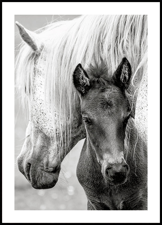 The Foal - Posterbox