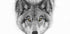 Yellow eyes - Timber Wolf Plakat - Posterbox