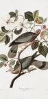 Brand Tailed Pigeon From Birds Of America (1827) Plakat - Posterbox