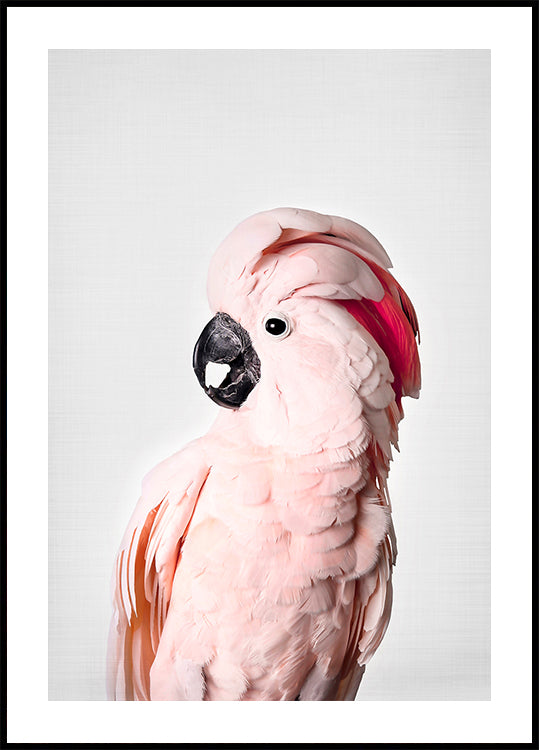 Pink Cockatoo - Posterbox
