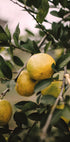 Zitronenbaum-Poster - Posterbox.dk