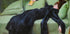Dekadente junge Frau, After the Dance Poster - Posterbox.dk