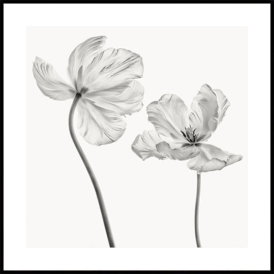 Same tulip Plakat - Posterbox