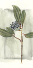 Viburnum davidii (NEW) - Posterbox