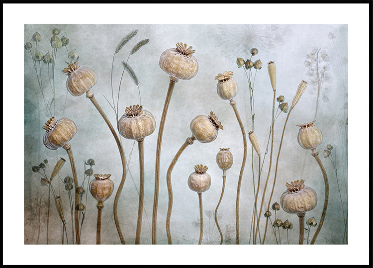 Papaver - Posterbox