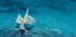 Croisement bleu - Posterbox