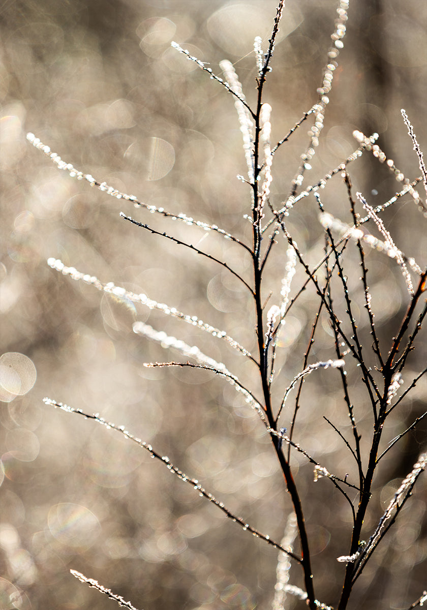 A Winter Morning 5 Plakat - Posterbox