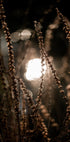 Autumn Lights 2 - Posterbox