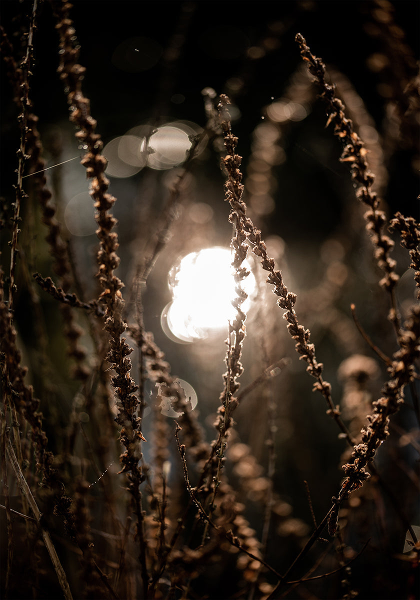 Autumn Lights 2 - Posterbox