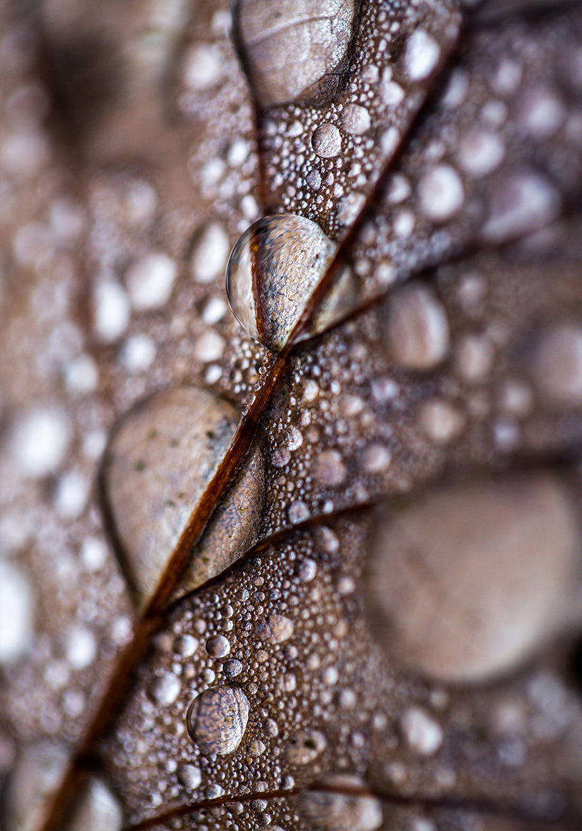 Autumn Rain - Posterbox