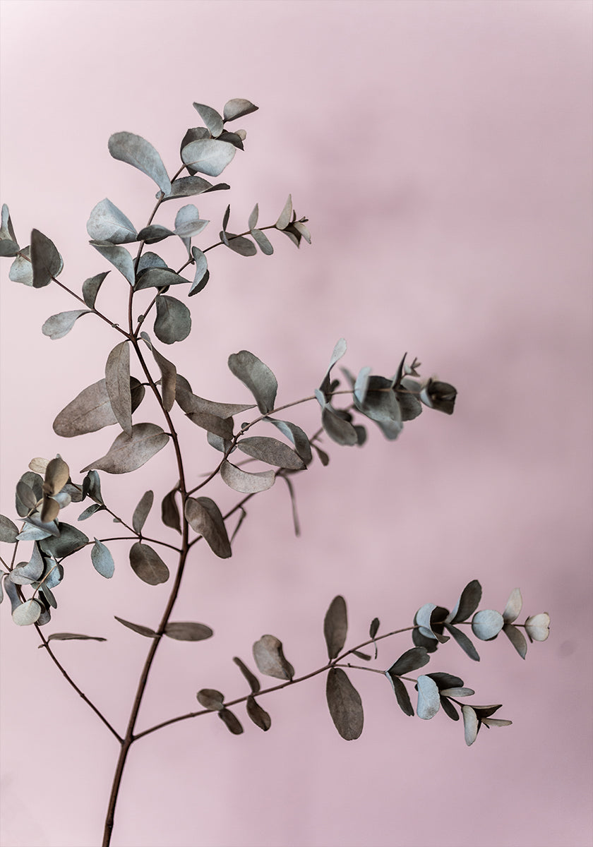 Eucalyptus 12 - Posterbox