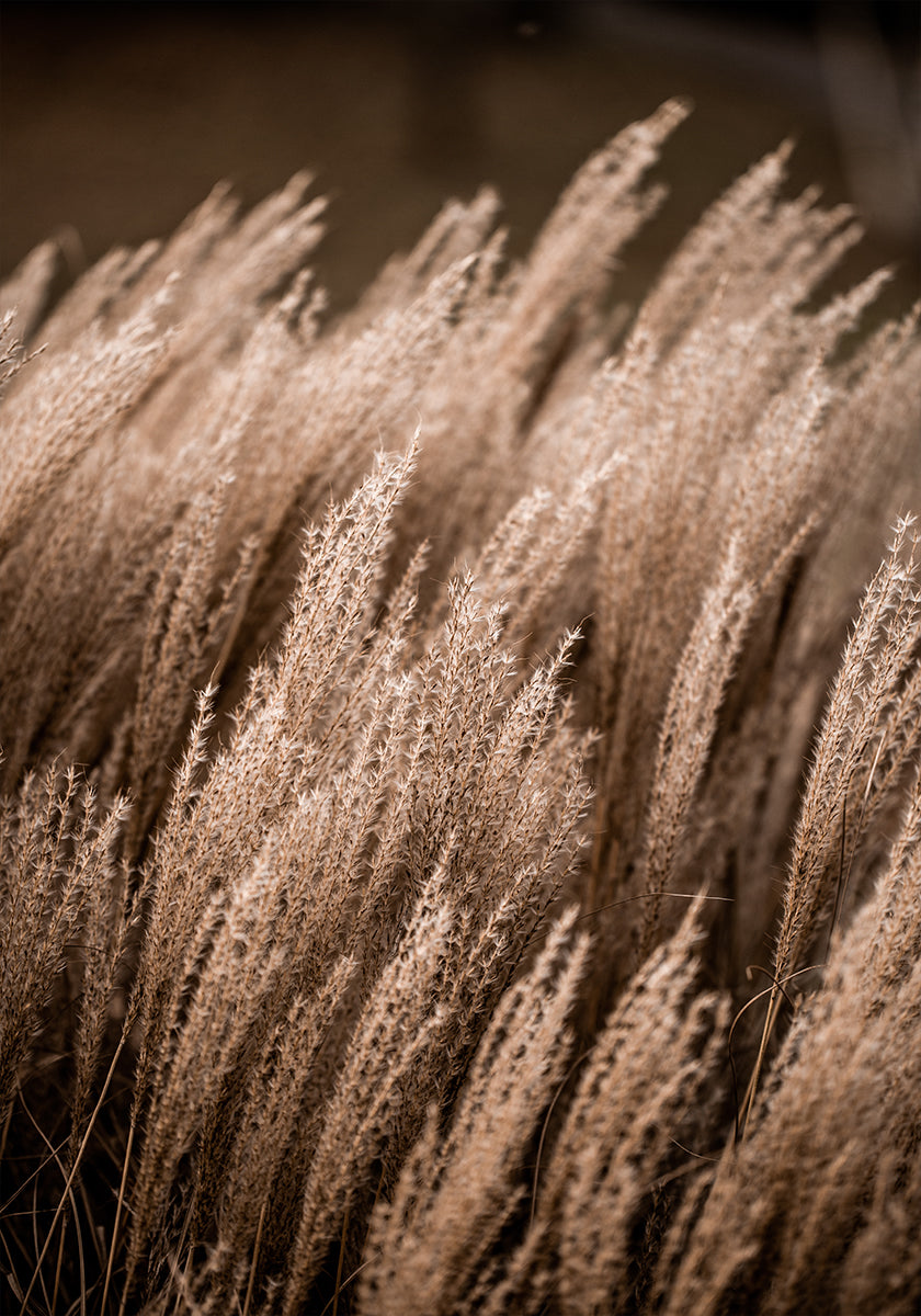Grass 16 - Posterbox