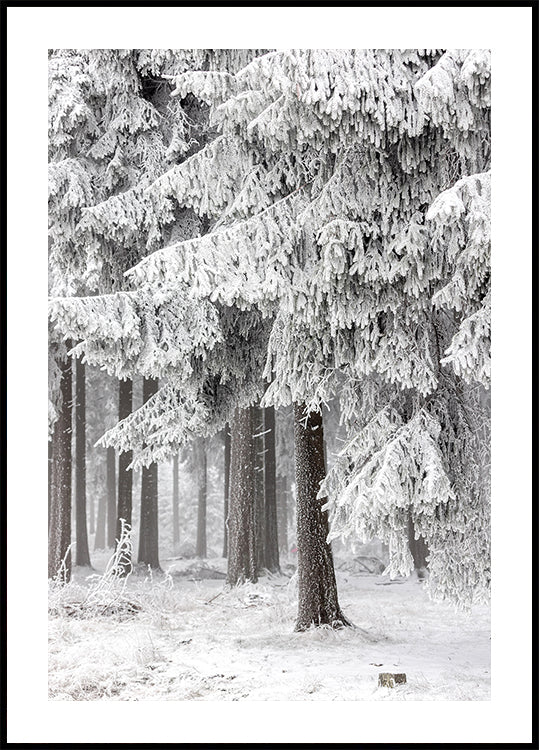 Winter Forest 2 - Posterbox